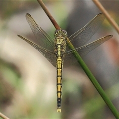 Orthetrum caledonicum (Blue Skimmer) at Gibberagee, NSW - 16 Dec 2011 by Bungybird