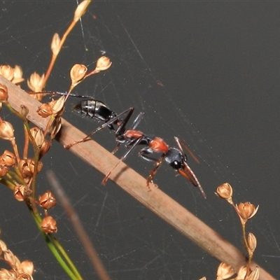 Myrmecia nigrocincta (Jumper ant, jumping jack) at Gibberagee, NSW - 16 Dec 2011 by Bungybird