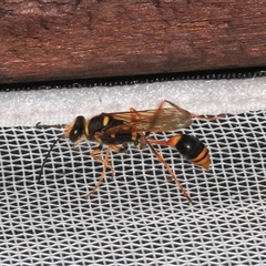 Sceliphron formosum at Gibberagee, NSW - 15 Dec 2011 by AaronClausen