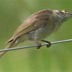 Caligavis chrysops (Yellow-faced Honeyeater) at Gibberagee, NSW - 16 Dec 2011 by Bungybird