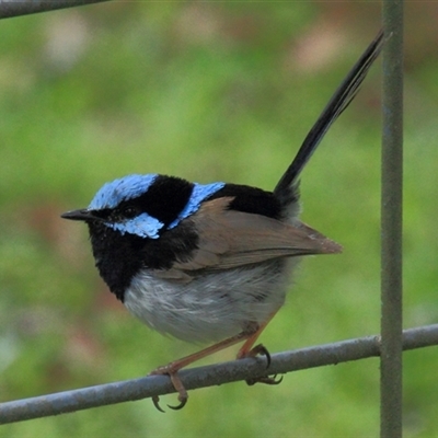 Malurus cyaneus (Superb Fairywren) at Gibberagee, NSW - 16 Dec 2011 by Bungybird