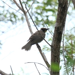 Philemon corniculatus at Gibberagee, NSW - 15 Dec 2011 by AaronClausen