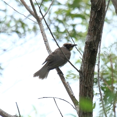 Philemon citreogularis (Little Friarbird) at Gibberagee, NSW - 16 Dec 2011 by Bungybird