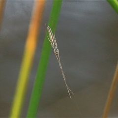 Tetragnatha sp. (genus) (Long-jawed spider) at Gibberagee, NSW - 24 Nov 2012 by Bungybird