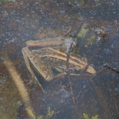 Litoria nasuta at Gibberagee, NSW - 24 Nov 2012 by AaronClausen