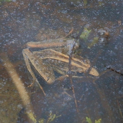 Litoria nasuta at Gibberagee, NSW - 24 Nov 2012 by AaronClausen