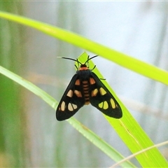 Amata nigriceps (A Handmaiden moth) at Gibberagee, NSW - 24 Nov 2012 by Bungybird