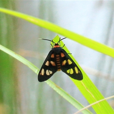 Amata nigriceps (A Handmaiden moth) at Gibberagee, NSW - 24 Nov 2012 by AaronClausen