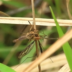 Bathypogon sp. (genus) at Gibberagee, NSW - 24 Nov 2012 by Bungybird