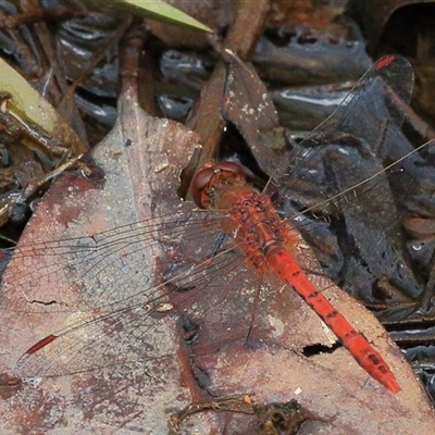 Diplacodes bipunctata (Wandering Percher) at Gibberagee, NSW - 24 Nov 2012 by Bungybird