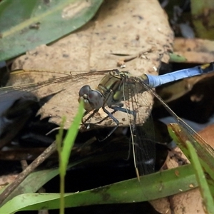 Orthetrum caledonicum at Gibberagee, NSW - 24 Nov 2012 10:44 PM