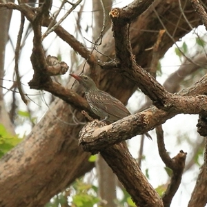 Oriolus sagittatus at Gibberagee, NSW - 24 Nov 2012