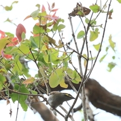 Caligavis chrysops (Yellow-faced Honeyeater) at Gibberagee, NSW - 25 Nov 2012 by Bungybird