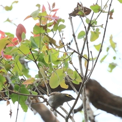 Caligavis chrysops (Yellow-faced Honeyeater) at Gibberagee, NSW - 25 Nov 2012 by Bungybird