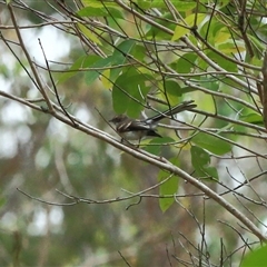 Rhipidura albiscapa (Grey Fantail) at Gibberagee, NSW - 24 Nov 2012 by Bungybird