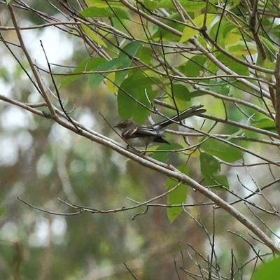 Rhipidura albiscapa (Grey Fantail) at Gibberagee, NSW - 25 Nov 2012 by Bungybird