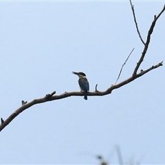 Todiramphus sanctus (Sacred Kingfisher) at Gibberagee, NSW - 24 Nov 2012 by Bungybird