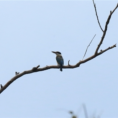 Todiramphus sanctus (Sacred Kingfisher) at Gibberagee, NSW - 24 Nov 2012 by Bungybird