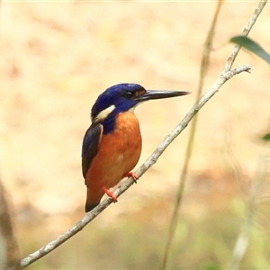 Ceyx azureus at Gibberagee, NSW - 25 Nov 2012