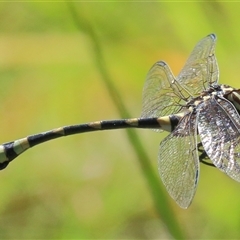 Ictinogomphus australis at Gibberagee, NSW - 31 Jan 2015 by AaronClausen