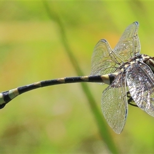 Ictinogomphus australis at Gibberagee, NSW - 31 Jan 2015