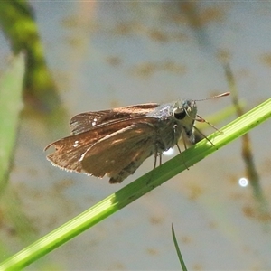 Parnara bada at Gibberagee, NSW by Bungybird