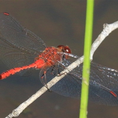 Diplacodes bipunctata (Wandering Percher) at Gibberagee, NSW - 31 Jan 2015 by Bungybird