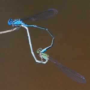 Pseudagrion microcephalum at Gibberagee, NSW - 31 Jan 2015