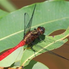 Orthetrum villosovittatum (Fiery Skimmer) at Gibberagee, NSW - 31 Jan 2015 by Bungybird