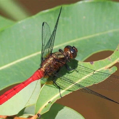 Orthetrum villosovittatum at Gibberagee, NSW - 31 Jan 2015 by AaronClausen