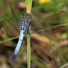 Orthetrum caledonicum (Blue Skimmer) at Gibberagee, NSW - 31 Jan 2015 by Bungybird