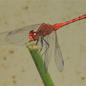 Diplacodes bipunctata at Gibberagee, NSW - 31 Jan 2015