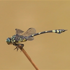 Ictinogomphus australis at Gibberagee, NSW - 31 Jan 2015 by AaronClausen