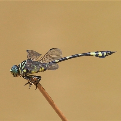 Ictinogomphus australis at Gibberagee, NSW - 31 Jan 2015 by AaronClausen