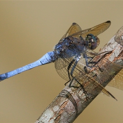 Orthetrum caledonicum (Blue Skimmer) at Gibberagee, NSW - 31 Jan 2015 by Bungybird