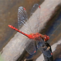 Diplacodes bipunctata (Wandering Percher) at Gibberagee, NSW - 31 Jan 2015 by Bungybird