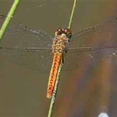 Nannodiplax rubra (Pygmy Percher) at Gibberagee, NSW - 31 Jan 2015 by Bungybird