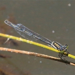 Ischnura heterosticta at Gibberagee, NSW - 31 Jan 2015 by AaronClausen