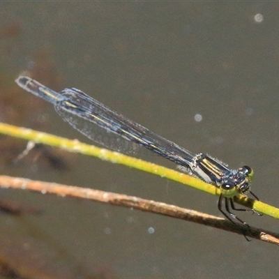 Ischnura heterosticta (Common Bluetail Damselfly) at Gibberagee, NSW - 31 Jan 2015 by Bungybird