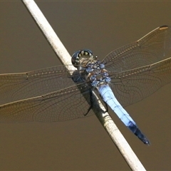 Orthetrum caledonicum at Gibberagee, NSW - 31 Jan 2015 by AaronClausen