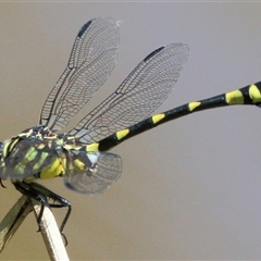 Ictinogomphus australis at Gibberagee, NSW - 31 Jan 2015 by AaronClausen