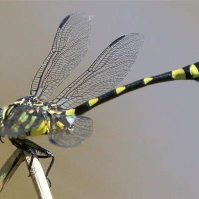 Ictinogomphus australis (Australian Tiger) at Gibberagee, NSW - 31 Jan 2015 by Bungybird