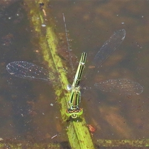 Ischnura aurora at Gibberagee, NSW - 31 Jan 2015