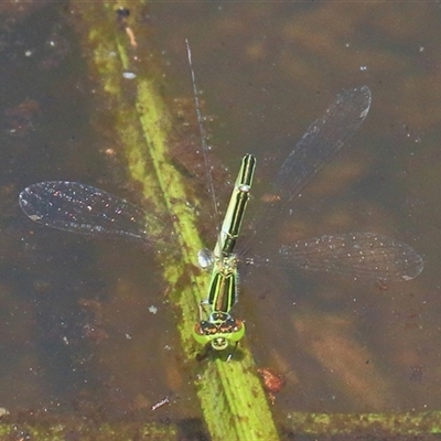 Ischnura aurora at Gibberagee, NSW - 31 Jan 2015 by AaronClausen