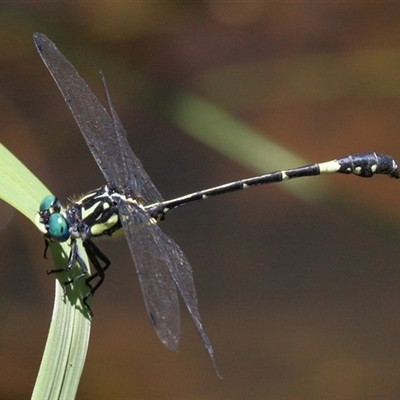 Austroepigomphus praeruptus (Twin-spot Hunter) at Gibberagee, NSW by Bungybird