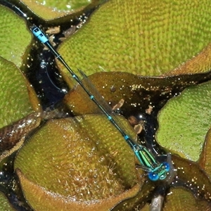 Austroagrion watsoni at Gibberagee, NSW - 31 Jan 2015 11:56 PM