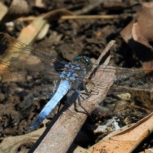 Orthetrum caledonicum at Gibberagee, NSW - 31 Jan 2015