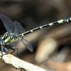 Austroepigomphus praeruptus (Twin-spot Hunter) by Bungybird