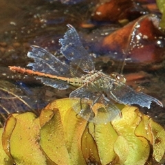 Diplacodes bipunctata (Wandering Percher) at Gibberagee, NSW - 1 Feb 2015 by Bungybird