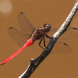 Orthetrum villosovittatum at Gibberagee, NSW - 1 Feb 2015 12:16 AM